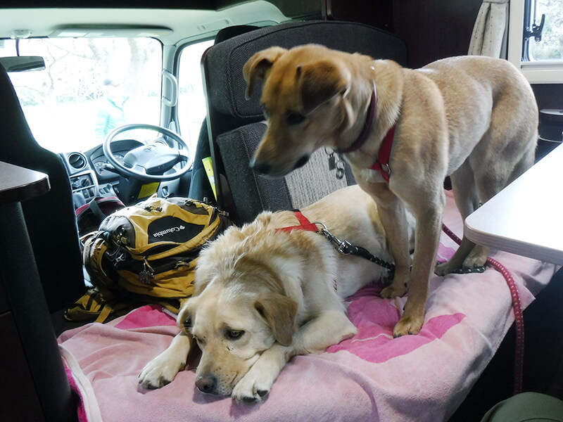 ペットとキャンピングカーの旅
